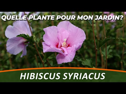 , title : 'L'HIBISCUS SYRIACUS - Quelle Plante Pour Mon Jardin ?'