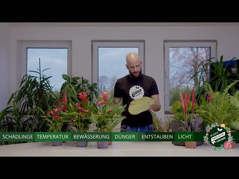 Zimmerpflanzen im Winter richtig pflegen - Tristan rockt den Garten