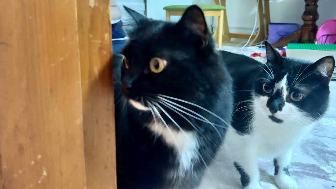 Cats Meet a Dog for the First Time!  初めて犬が家に来た日の猫たち🐶🐈‍⬛