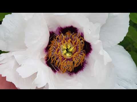 Cvjetna Oaza/Flower oasis, Tree peony