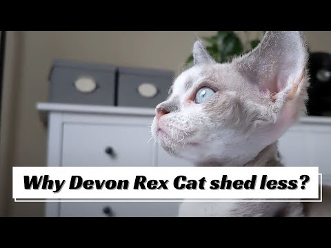 Why does Devon Rex Cat shed less?