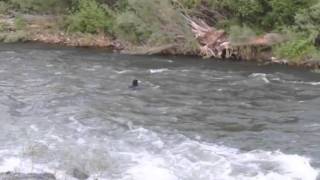 preview picture of video 'Dog swept down Salmon River'