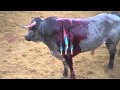 Bullfighting: Cruelty, Not Culture