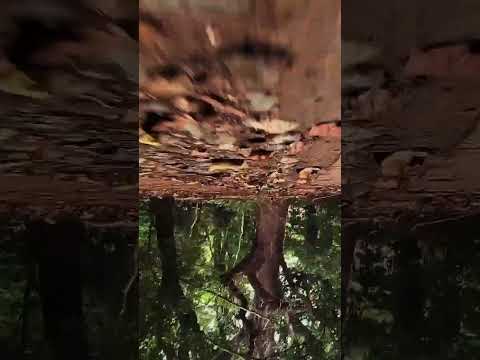 El Molino La Guajira