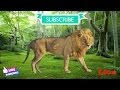 Baby Tv Baby Tv Animals Lion