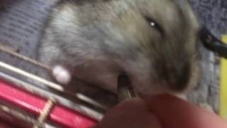 音フェチ【無言】 動物ハムスター　ひまわりの種の咀嚼音 可愛い仕草【ASMR】