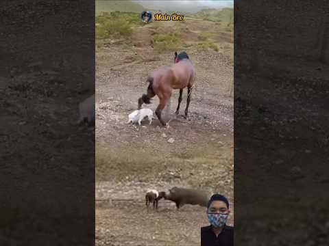 OH MY GOD! KUDA BERSETERU DENGAN ANJING DAN DOMBA #animals #shorts