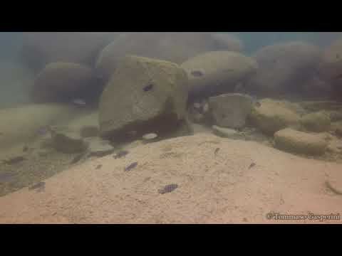 Maylandia sp. kingsizei masimbwe a Masimbwe Islet (Likoma)