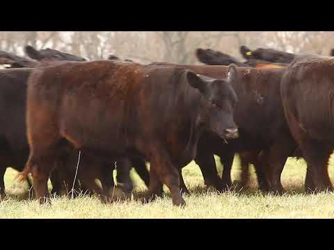 Hembras PP La Paz de Werthein