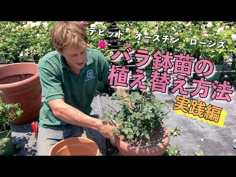 イングリッシュローズ「オセロ」 植物