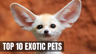 Top 10 Cutest Exotic Animals You Can Own as Pets | WILDLIFEx