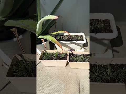 園芸 クモの巣ハウスネギ