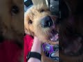 Cozy Bailey!!! #puppy #goldendoodle #dog #cute #pets #animals #funny #shorts #trending