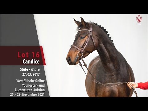 Youngster- und Zuchtstuten-Auktion Lot 16 Candice Stute v. Cornet Obolensky - Numero Uno