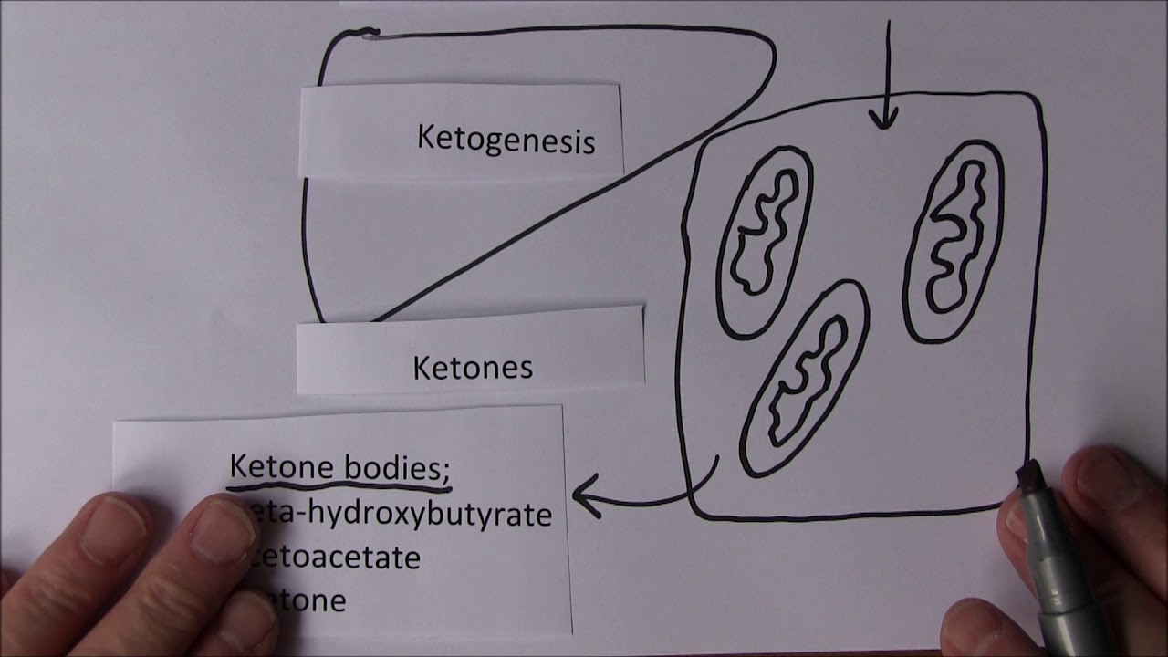 Liver Function 7, Ketones - YouTube