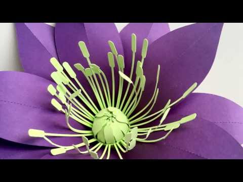 Hellebore: Making the Center Bud