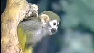 [問卦] 阿斯芭樂是什麼意思