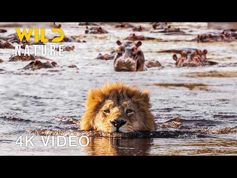 NILE RIVER | Survival Tales in Africa's Lifeline #naturedocumentaries | Wild Nature