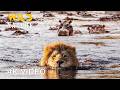 NILE RIVER Survival Tales In Africa S Lifeline Naturedocumentaries Wild Nature