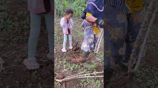 Download lagu Harvesting cassava #shortvideo #shortsviral #trendingshorts mp3 Download lagu Harvesting cassava #shortvideo #shortsviral #trendingshorts mp3