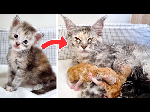 From Kitten to Mother - The Life of Maine Coon Cat Freya