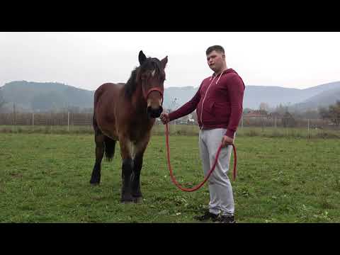 Caii lui Madalin de la Bratca, Bihor - 2020 Nou!!