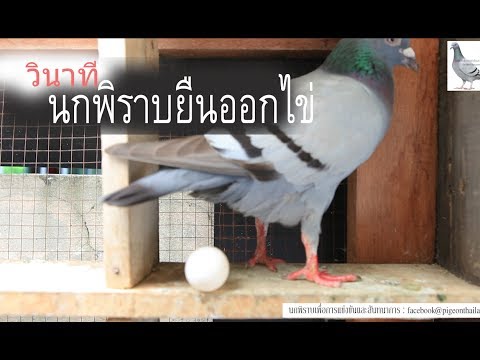 ค้อนของ ธ อร์ในราคาที่ร้านขายยา ยาเสพติดเพื่อเพิ่มความแข็งแรงในความคิดเห็นของผู้ชายราคา