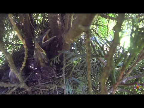 Drossel im Lebensbaum