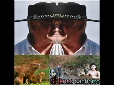 Orlando Veracruz Si Tenes Cachorro