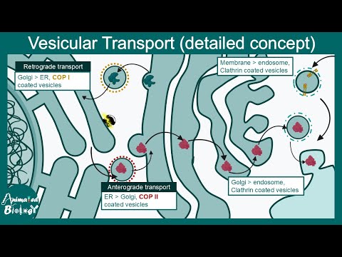 Vesicular transport (detailed concept) | CCOP I , COPII and  Clathrin coated vesicles | Cell biology