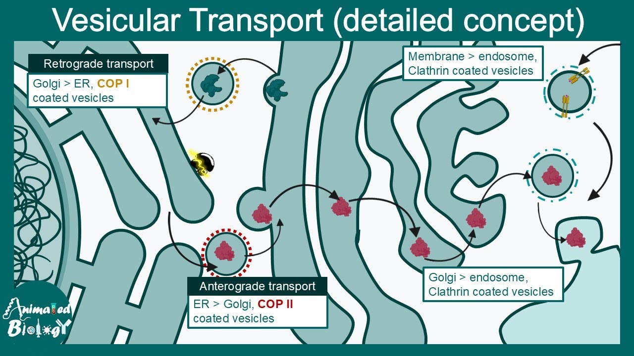 Vesicular transport (detailed concept) | CCOP I , COPII and  Clathrin coated vesicles | Cell biology