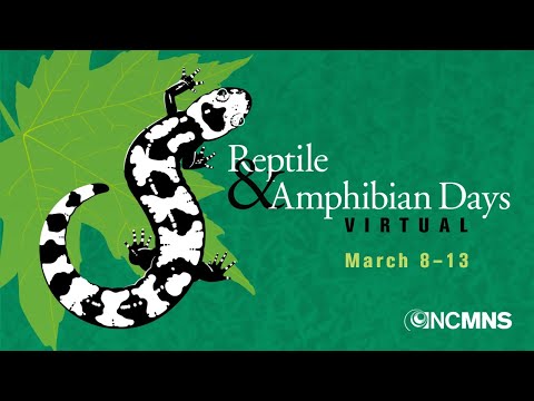 DNAでサラマンダーの謎を解く