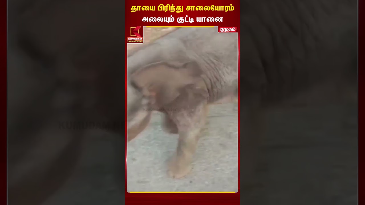 தாயை பிரிந்து சாலையோரம் அலையும் குட்டி யானை | Coimbatore | Kumudam News