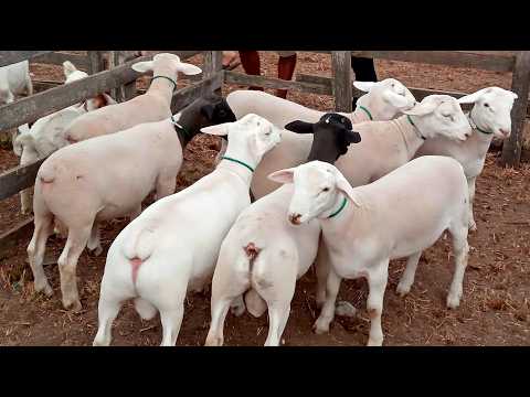 FEIRA DE OVELHAS BODE E CABRAS EM CACHOEIRINHA-PE 22-10-2026