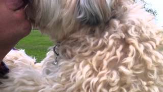 Cute Dog Scooter Runs and Licks His Father - Awesome