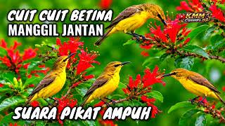 Download lagu CUIT CUIT SUARA PIKAT SOGON BETINA PALING AMPUH‼️ mp3