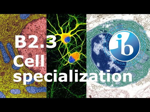 2025 IB Biology – B2.3 Cell specialization