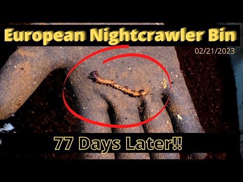 European Nightcrawlers (ENC) - 77 Days Later!! 2/21/2023