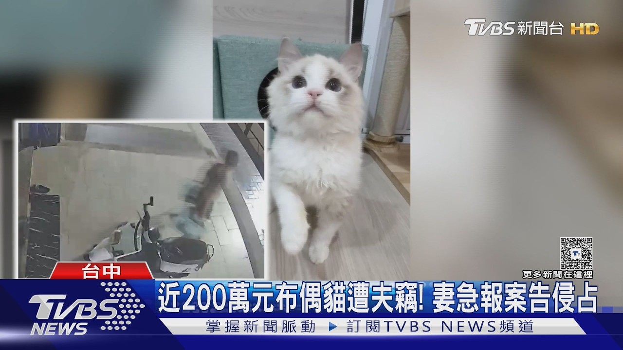 影音/協議離婚竟夜襲貓舍!男偷走36隻布偶貓 妻怒揭「還侵占客人的」