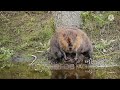 Beaver Very Fat Glooming Stream Bank