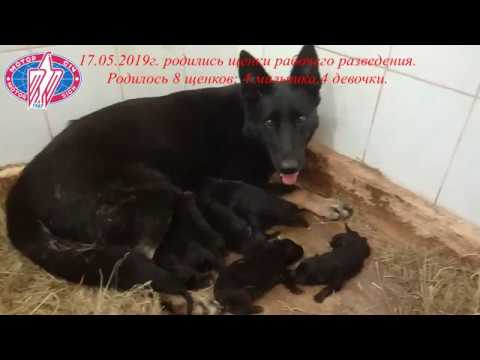 Щенки рабочих линий немецкой овчарки питомника МОТОР СИЧ