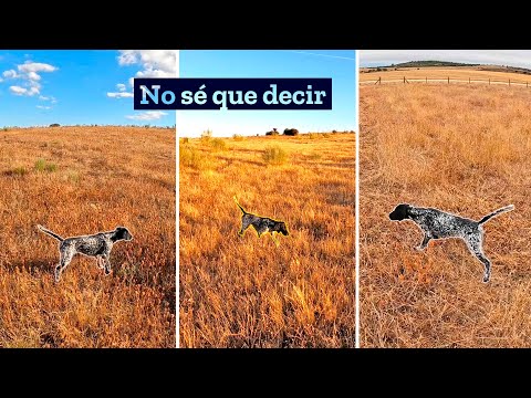 Caza de Codorniz en 𝘂𝗻 𝗽𝗮𝗿𝗮𝗷𝗲 𝗽𝗮𝗿𝗮𝗱𝗶𝘀𝗶𝗮𝗰𝗼😲