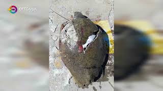 ΝΕΚΡΗ ΘΑΛΑΣΣΙΑ ΧΕΛΩΝΑ ΕΝΤΟΠΙΣΤΗΚΕ ΣΤΟ ΛΙΜΑΝΙ ΤΟΥ ΒΟΛΟΥ  29 04 2026