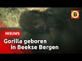 Zeldzame laaglandgorilla geboren | Omroep Brabant