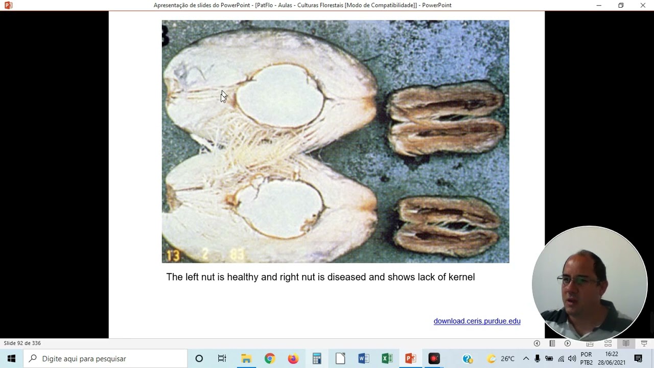 Doenças dos Coqueiros