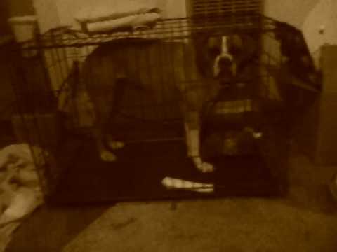 Dog is in JAIL