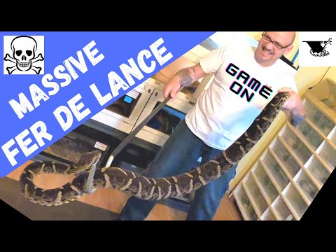 Bothrops Truth: Fact vs Fiction | Fer de Lance Fangs in Your Face