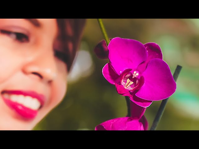 نبتة زهرة الاوركيد orchid