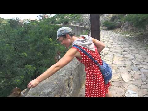 Feeding monkeys at the Monkey Temple in Jaipur 2