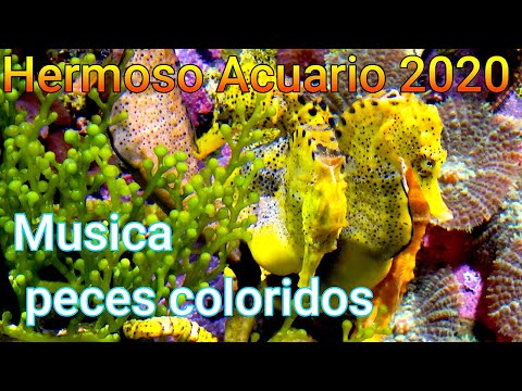 🐠🎧  Hermoso acuario con musica 🐟🎼